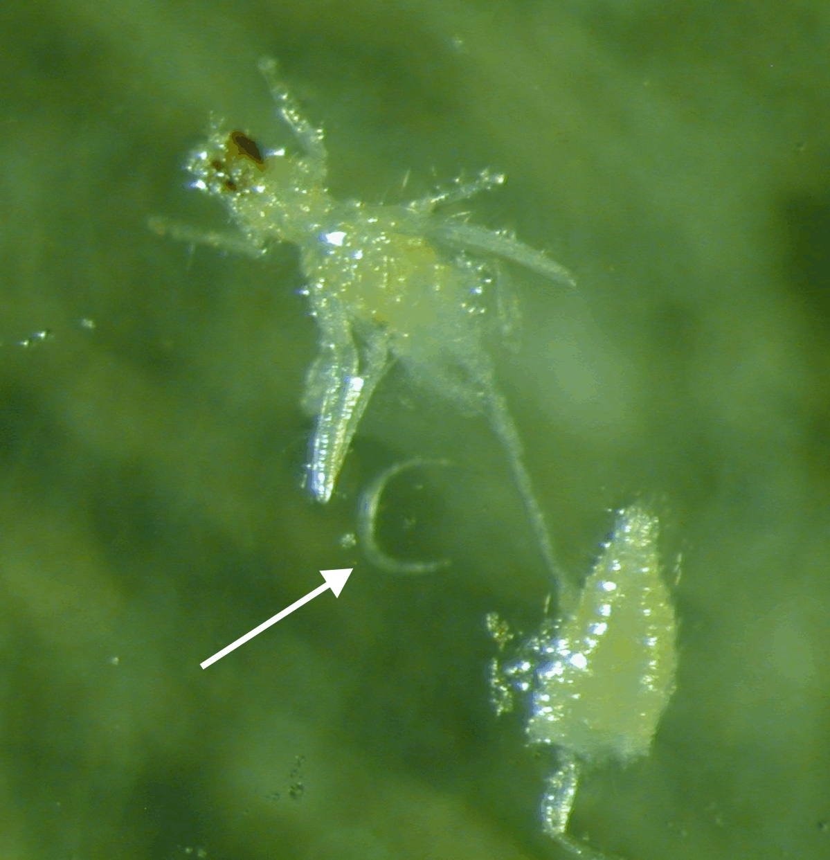 WFT with nematode. Image © ADAS Horticulture